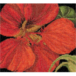 Thea Gouverneur Oost-Indische kers - Aida 49a