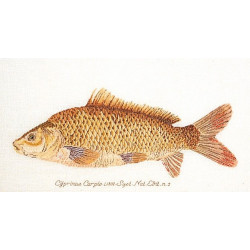 Thea Gouverneur KARPER 2045 52 x 28 cm linnen